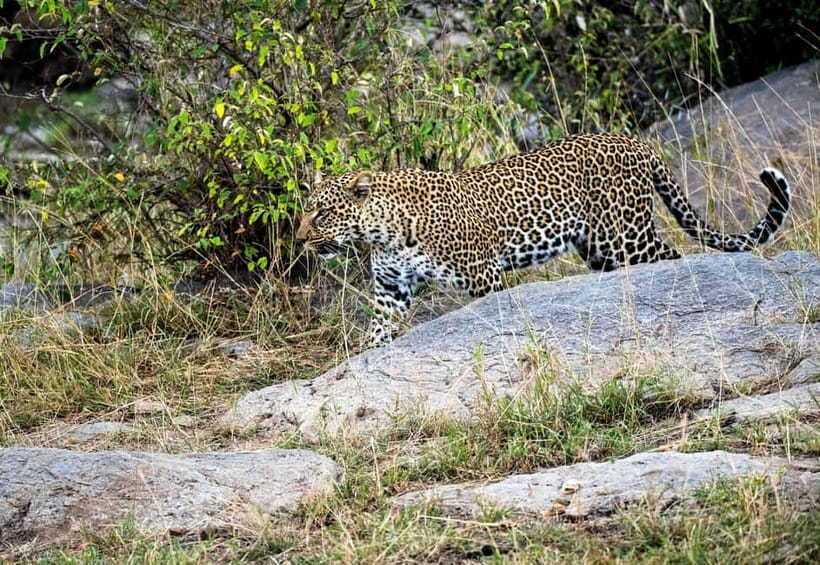 Jaipur: Jhalana Amagarh Leopard Safari Park Guided Tour - Leopards aren’t guaranteed: how to set expectations (and still enjoy it)