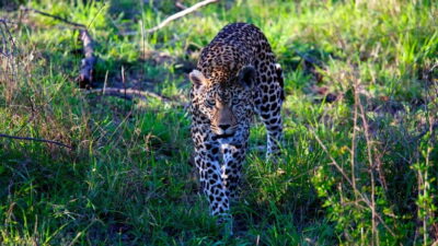 Jaipur: Jhalana Amagarh Leopard Safari Park Guided Tour - Your 2.5 hours: how the safari session typically plays out