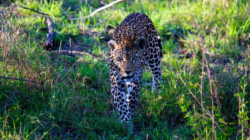 Jaipur: Jhalana Amagarh Leopard Safari Park Guided Tour - Your 2.5 hours: how the safari session typically plays out