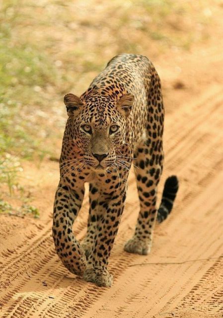 Jaipur: Jhalana/Amagarh leopard safari private tour - What you might see: leopards first, then the rest of the wildlife story