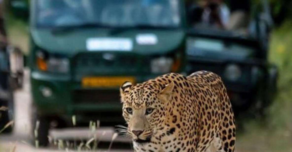 Jaipur: Jhalana/Amagarh leopard safari private tour - Comfort and driver quality: where the tour can feel worth it