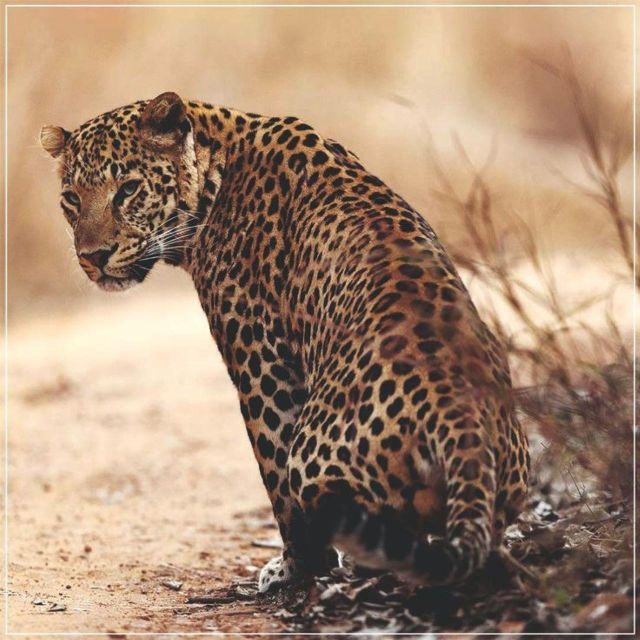 Jaipur: Jhalana/Amagarh leopard safari private tour - When plans go sideways: common issues to watch for