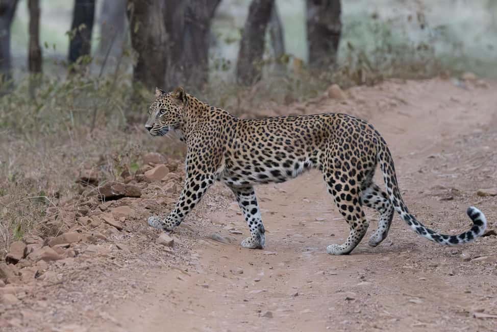 Jaipur: Jhalana/Amargarh Leopard Safari Private Tour - Key things to know before you go