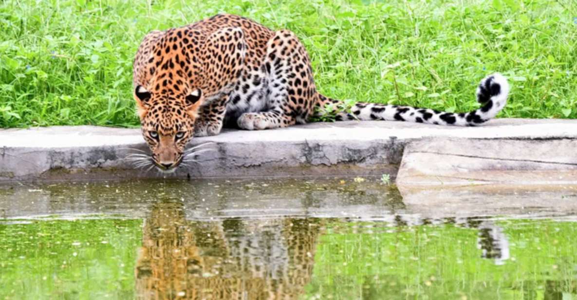 Jaipur: Jhalana/Amargarh Leopard Safari Private Tour - A 5-hour Jaipur plan that starts at your hotel