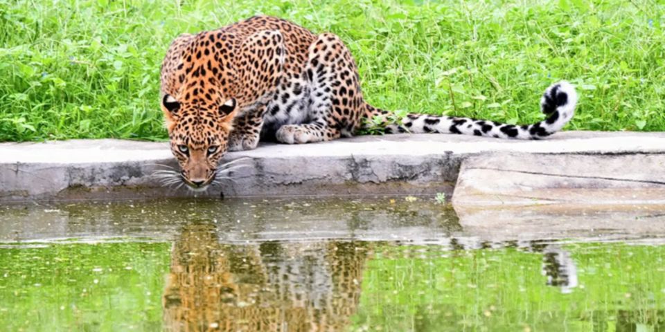 Jaipur: Jhalana/Amargarh Leopard Safari Private Tour - Photo stops and viewpoint moments: don’t rush past the quiet parts