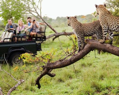 Jaipur: Jhalana/Amargarh Leopard Safari Private Tour - Jhalana Leopard Safari: the main event on a 4x4 gypsy