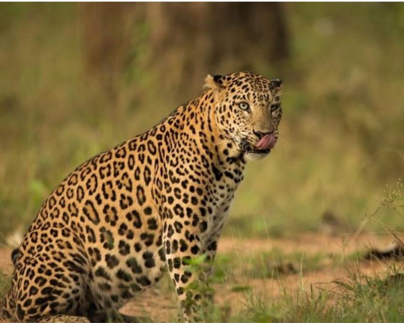 Jaipur: Jhalana/Amargarh Leopard Safari Private Tour - Transport, drivers, and guides: where the day’s quality is really made