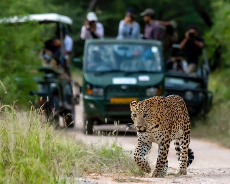 Jaipur: Jhalana/Amargarh Leopard Safari Private Tour - Price and value: is $75 per person fair for what you get?