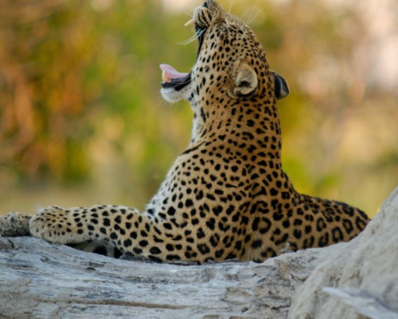 Jaipur: Jhalana/Amargarh Leopard Safari Private Tour - Who should book this Jaipur leopard safari tour?