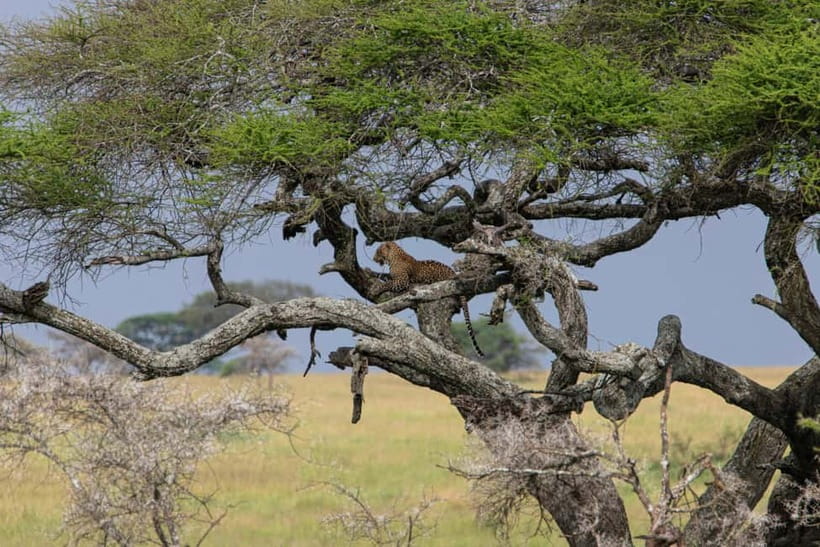 Jaipur: Jhalana leopard safari private tour - Key things to know before you go