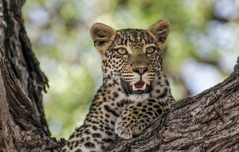 Jaipur: Jhalana leopard safari private tour - Jhalana Safari Park: real habitat safari, not a zoo visit