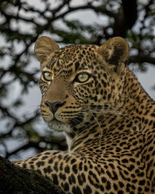 Jaipur: Jhalana leopard safari private tour - The 3 to 5 hour 4x4 safari: how the timing plays out