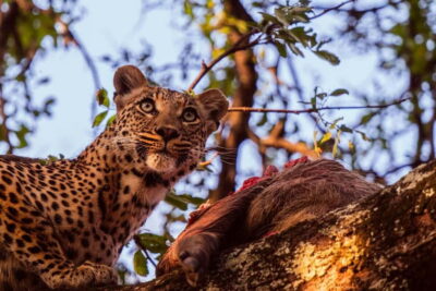 Jaipur: Jhalana leopard safari private tour - Hotel pickup and air-conditioned transport: why the logistics are half the win