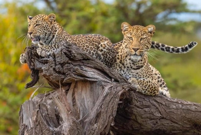 Jaipur: Jhalana leopard safari private tour - Your English-speaking driver: what helps you spot wildlife