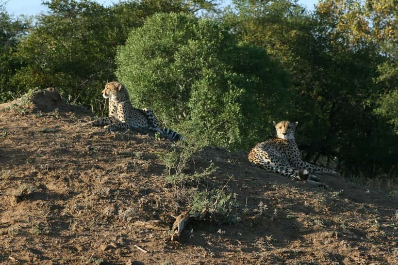 Jaipur: Jhalana leopard safari private tour - Wildlife chances: leopards, panthers, spotted deer, and more