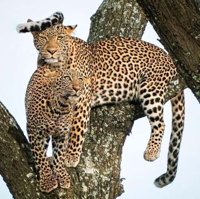 Jaipur: Jhalana leopard safari private tour - Off-roading comfort and photo strategy (so you don’t waste the best minutes)
