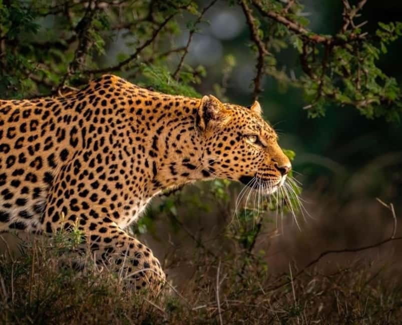 Jaipur: Jhalana leopard safari private tour - Price and value in Jaipur: is $60 per person fair?