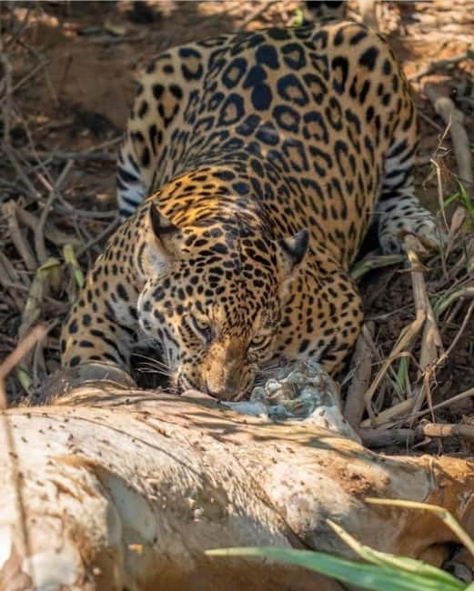 Jaipur: Jhalana leopard safari private tour - Who should book this safari, and who should skip it