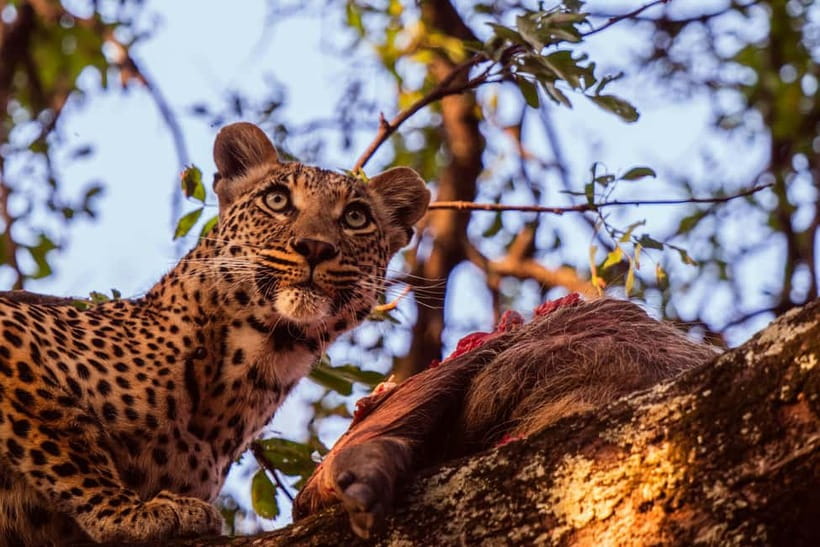 Jaipur: Jhalana leopard safari private tour - Hotel pickup and air-conditioned transport: why the logistics are half the win