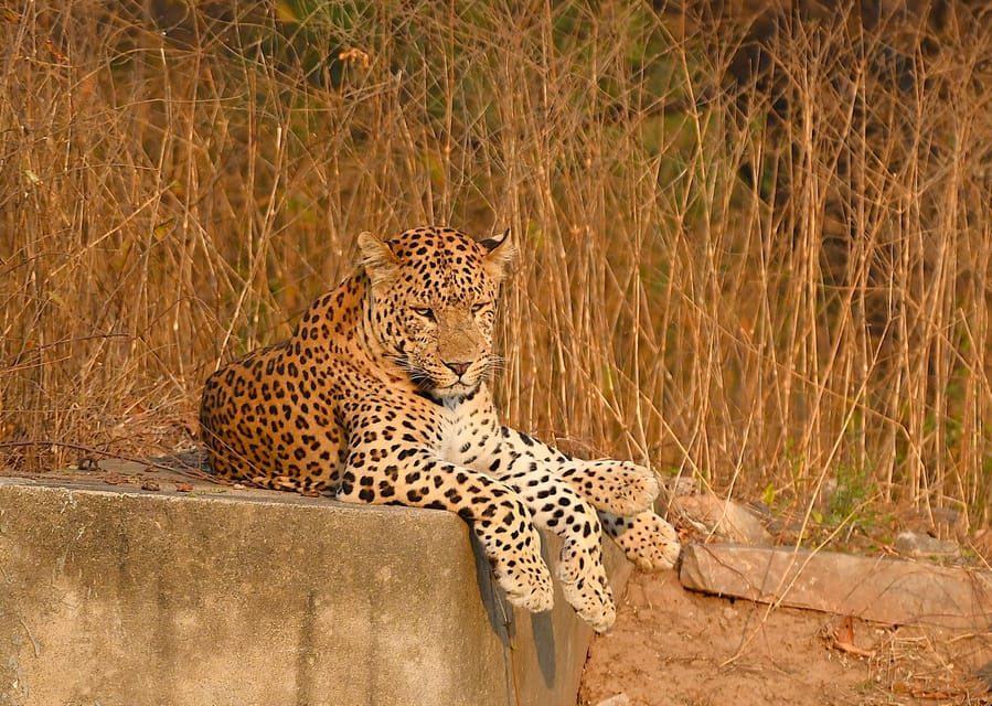 Jaipur: Jhalana Leopard Safari Tour - Why This Jaipur Safari Feels Different Than a Standard Wildlife Trip