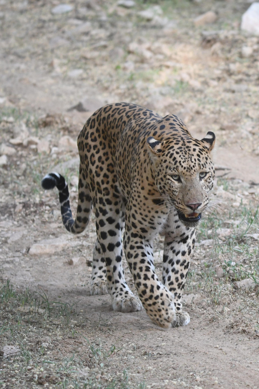 Jaipur: Jhalana Leopard Safari Tour - Photo and Behavior Rules: The Small Things That Improve Your Chance