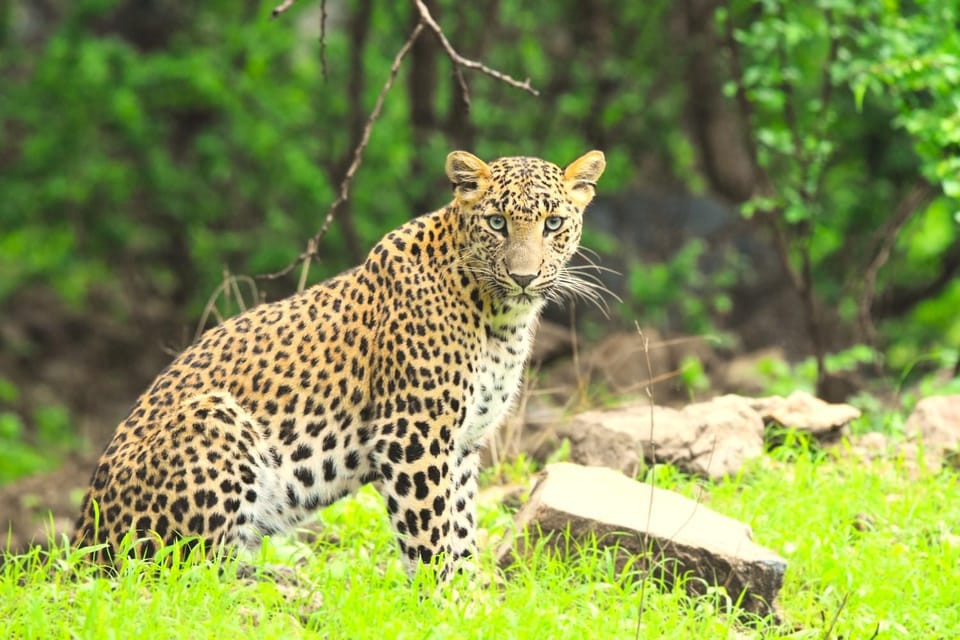 Jaipur: Jhalana Leopard Safari Tour - Price and Value: Is $45 for 2.5 Hours a Good Deal?