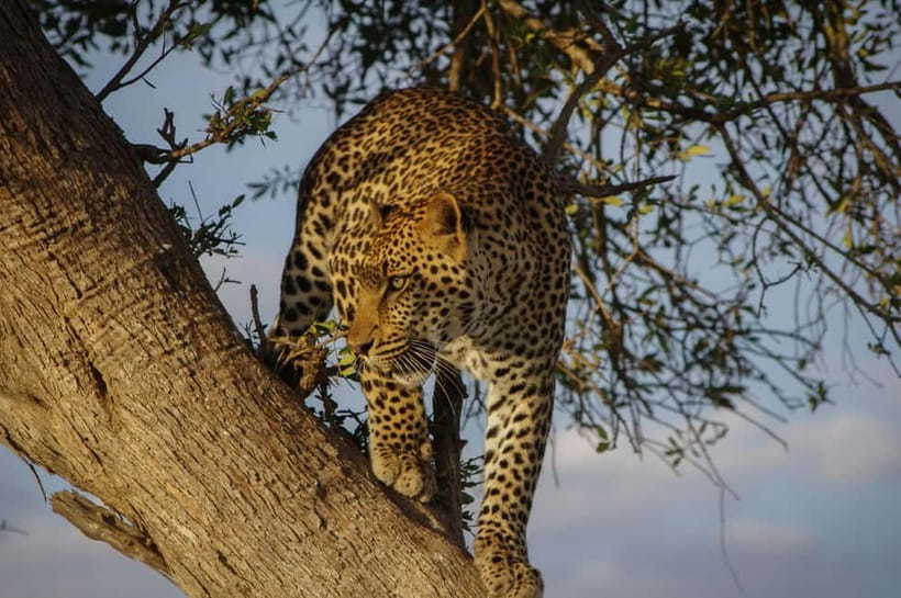 Jaipur: Jhalana leopard safari tour with hotel pickup & drop - Key things to know before you book