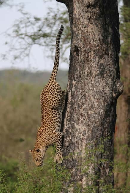 Jaipur: Jhalana leopard safari tour with hotel pickup & drop - Should you book the Jhalana Leopard Safari tour?