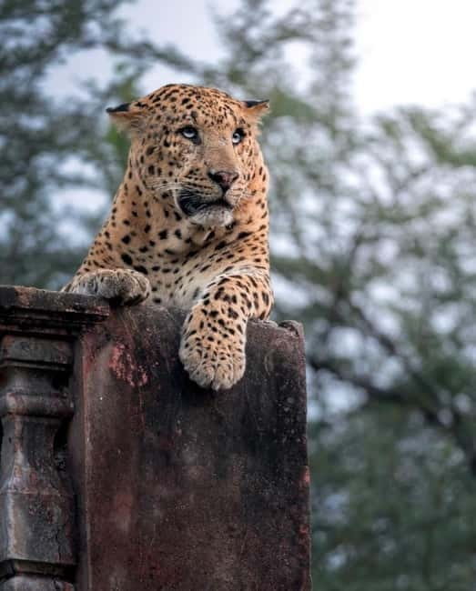 Jaipur: Jhalana leopard safari tour with hotel pickup & drop - Jhalana Safari Park: why this leopard reserve works near Jaipur