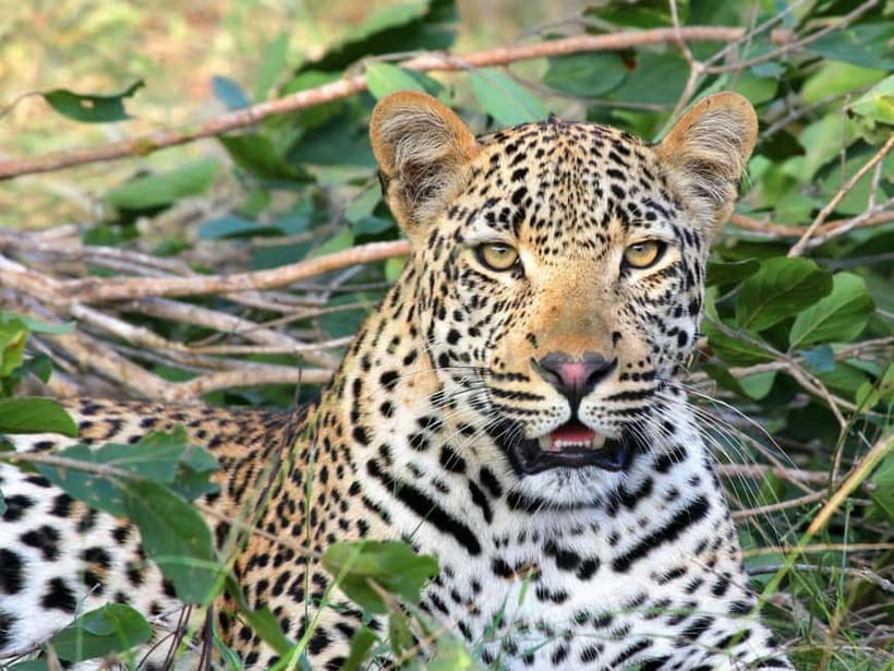 Jaipur: Jhalana leopard safari tour with hotel pickup & drop - The 3 to 5 hour 4x4 jeep safari: what the day actually feels like