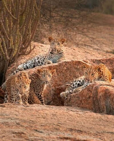 Jaipur: Jhalana leopard safari tour with hotel pickup & drop - Hotel pickup in a private air-conditioned car: convenient, but confirm details