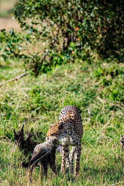 Jaipur: Jhalana leopard safari tour with hotel pickup & drop - Wildlife viewing reality check: leopards are a goal, not a guarantee