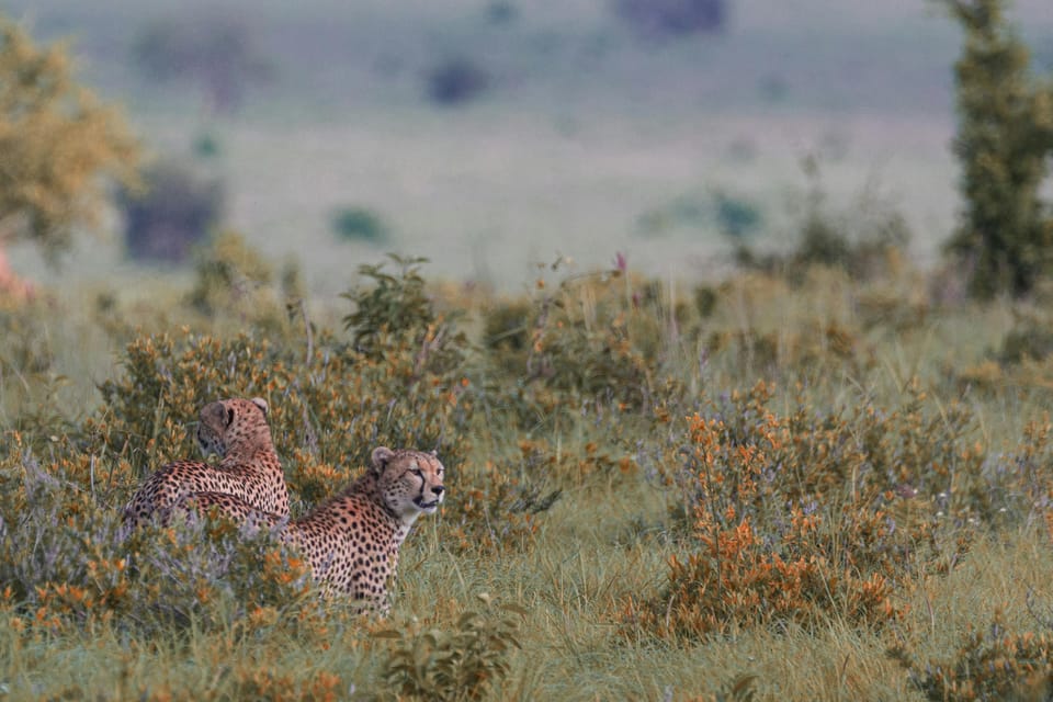 Jaipur: Jhalana leopard safari tour with hotel pickup & drop - Besides big cats: spotted deer, panthers, and park “extras”