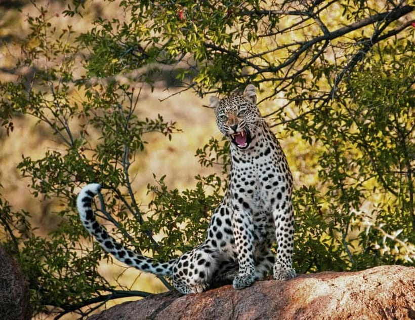 Jaipur: Jhalana leopard safari tour with hotel pickup & drop - The English guide and driver: how much help you’ll get on the hunt