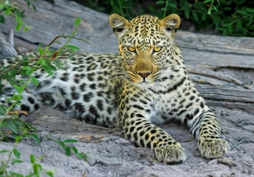 Jaipur: Jhalana leopard safari tour with hotel pickup & drop - Price and value at about $87 per person: what’s included, what to watch