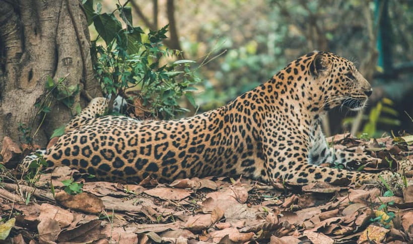 Jaipur: Jhalana leopard safari tour with hotel pickup & drop - Practical rules before you go: IDs, plastic bags, and comfort