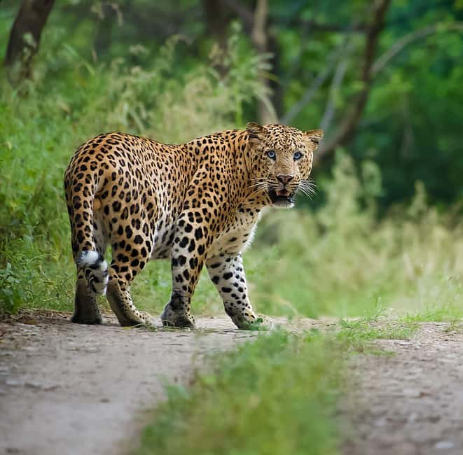 Jaipur: Leopards Safari Tour at Jhalana l Spot Wild Animals - Your naturalist guide: how you get better sightings with less guessing