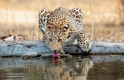 Jaipur: Leopards Safari Tour at Jhalana l Spot Wild Animals - The open 4-wheel-drive jeep ride (and why it matters for spotting)