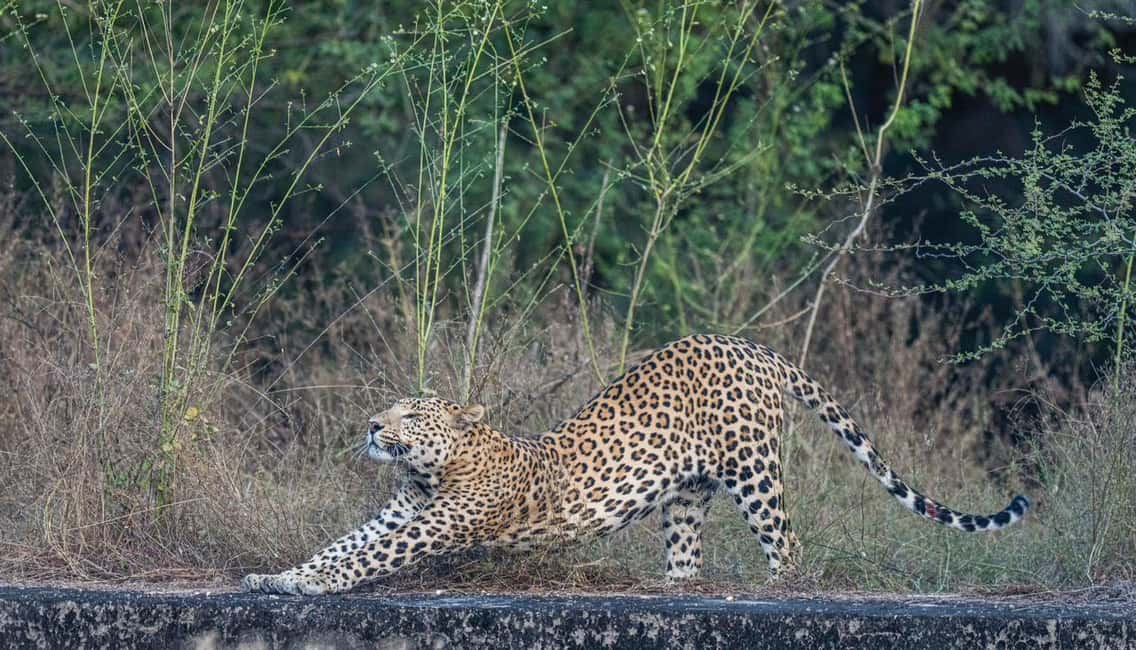 Jaipur: Leopards Safari Tour at Jhalana l Spot Wild Animals - Hotel pickup and the 3.5-hour schedule: how the timing feels