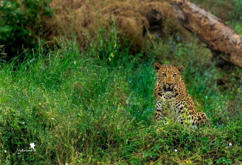 Jaipur: Leopards Safari Tour at Jhalana l Spot Wild Animals - Inside Jhalana: rolling hills, forest edges, and the animals you came for