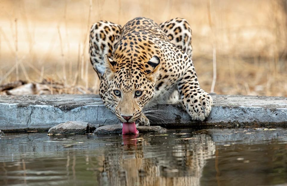 Jaipur: Leopards Safari Tour at Jhalana l Spot Wild Animals - Scenery and the hill viewpoints: why the ride feels like more than a hunt