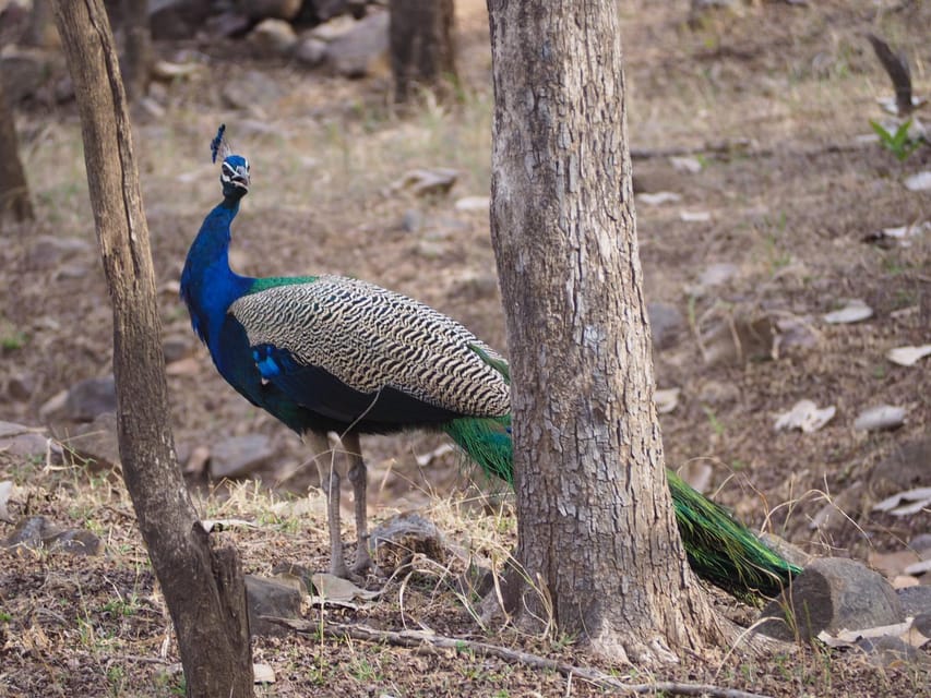 Jaipur: Leopards Safari Tour at Jhalana l Spot Wild Animals - What to bring: camera, binoculars, and winter-smart clothing