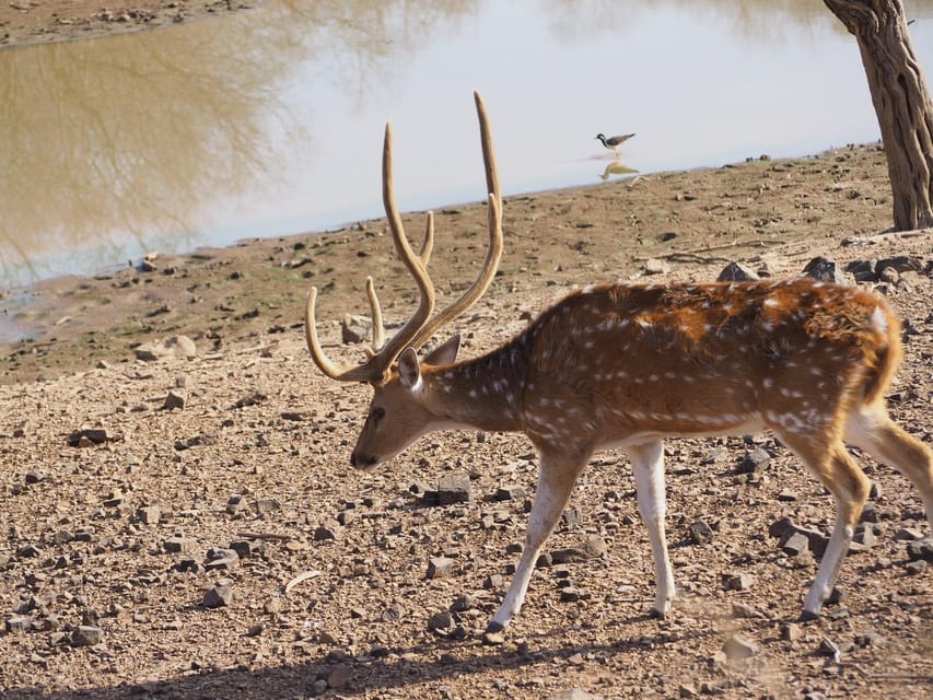 Jaipur: Leopards Safari Tour at Jhalana l Spot Wild Animals - The rules that affect your comfort (and your photo shots)