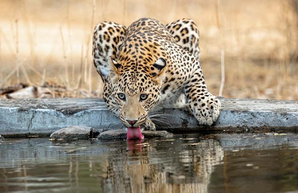Jaipur: Leopards Safari Tour at Jhalana l Spot Wild Animals - The open 4-wheel-drive jeep ride (and why it matters for spotting)