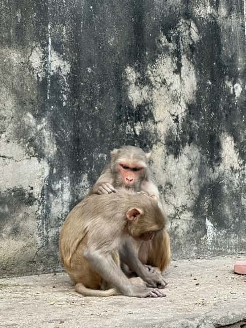 Jaipur: Monkey Temple and Sun Temple Guided Tour - The appeal: why Galta Ji feels different from the usual Jaipur stops
