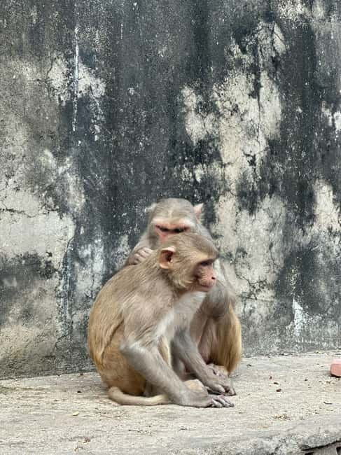 Jaipur: Monkey Temple and Sun Temple Guided Tour - Getting there from Jaipur: the drive, timing, and what to watch for