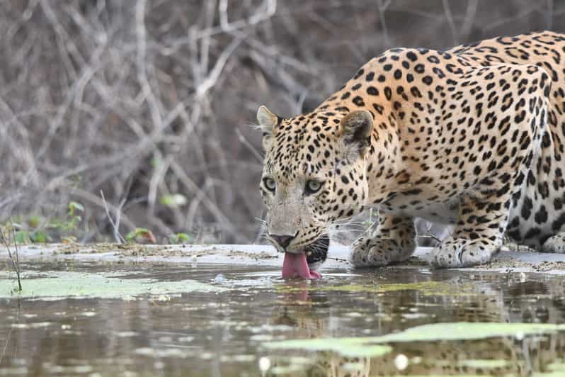 Jaipur: Private Jhalana Leopard Safari Tour - Quick hits: what makes this safari stand out