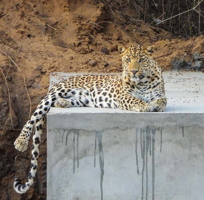 Jaipur: Private Jhalana Leopard Safari Tour - What your 2.5-hour private safari feels like in practice