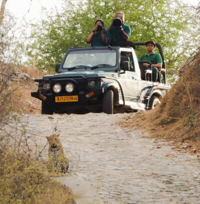Jaipur: Private Jhalana Leopard Safari Tour - Leopard spotting: how to maximize chances without losing your mind
