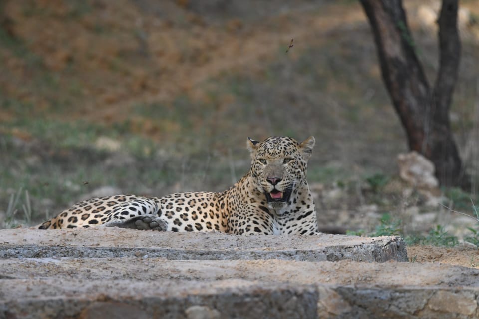 Jaipur: Private Jhalana Leopard Safari Tour - Conservation angle: why this safari feels more respectful than most